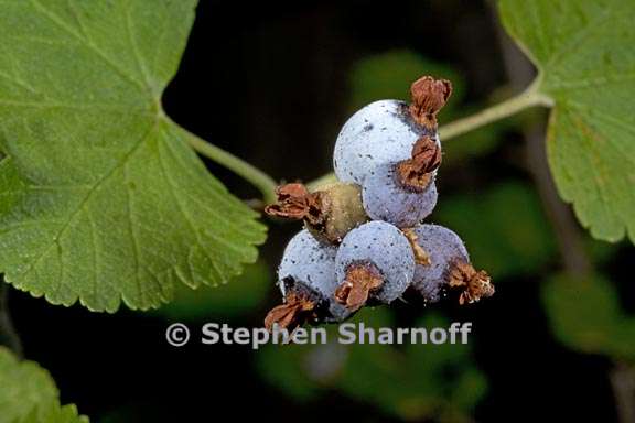 ribes nevadense 4 graphic